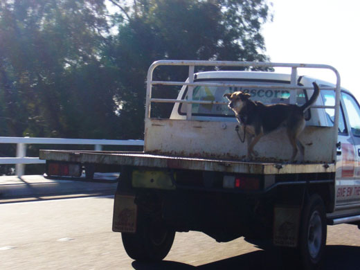 Dog seatbelt from Chubby Zebra