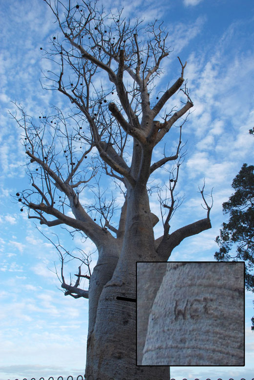 Sacred Boab tagged as loser.