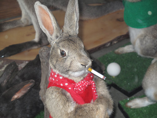 Being shot is also bad for you