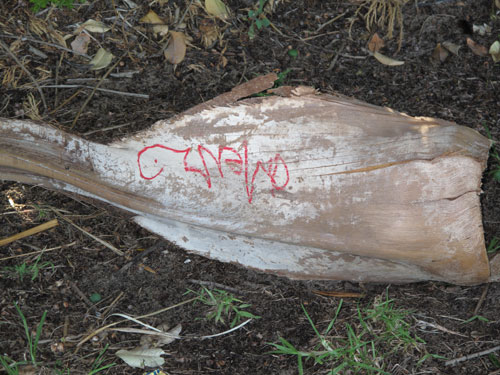 cocosgrafcu cocosgrafcu