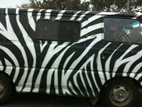 carszebra