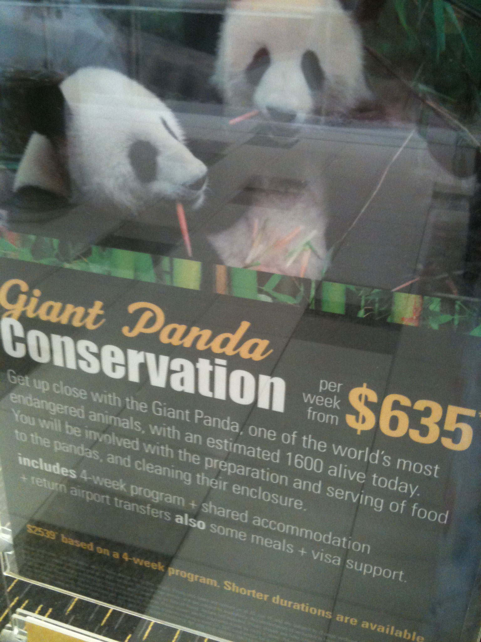 Perth Panda Panda filth | The Worst of Perth
