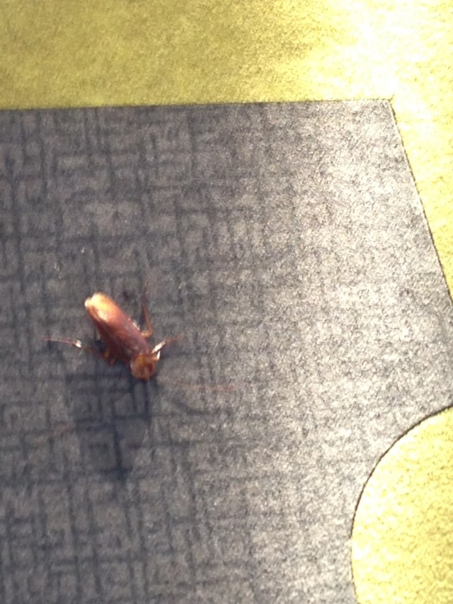 roach1