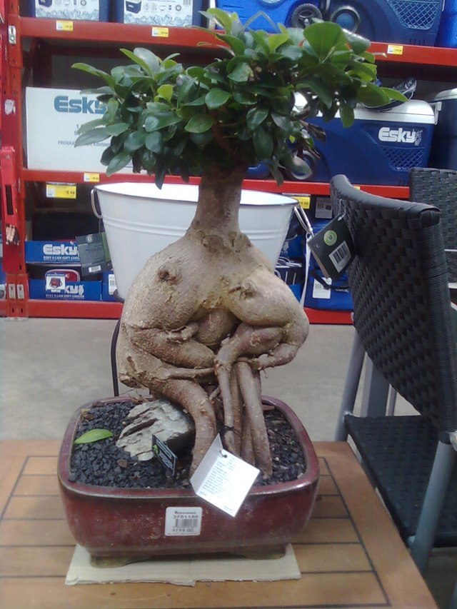 Bunnings-Bonsai-