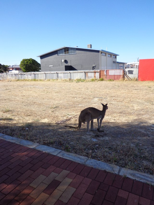 inglewood-kangaroo